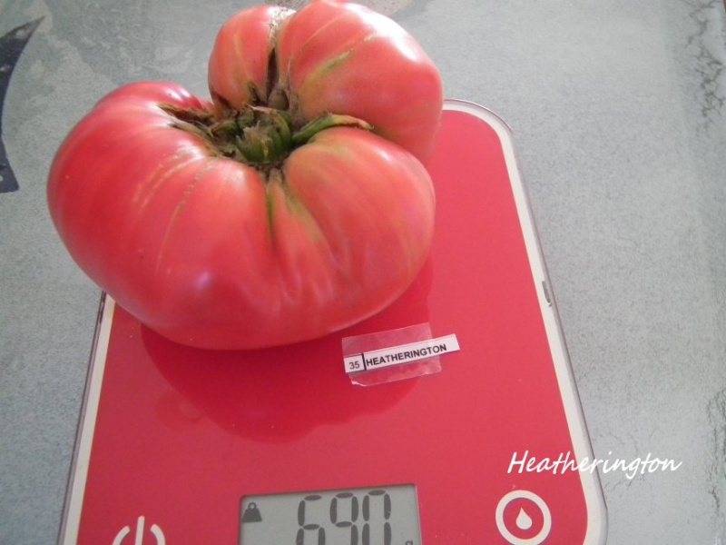 Fichier:Tomate heatherington op.jpg