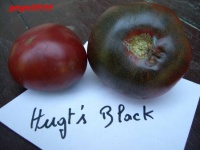 Tomate hugh s black-1.jpg