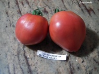 Tomate hungarian heart op.jpg