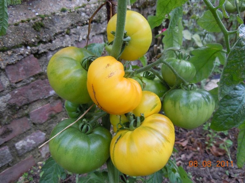 Fichier:Tomate indian moon.jpg