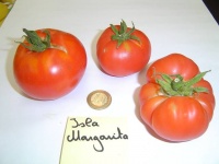 Tomate isla margarita.jpg