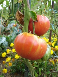 Tomate ispolin.jpg