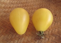 Tomate ivory pear.jpg