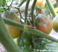 Tomate japanese black trifele-1.jpg