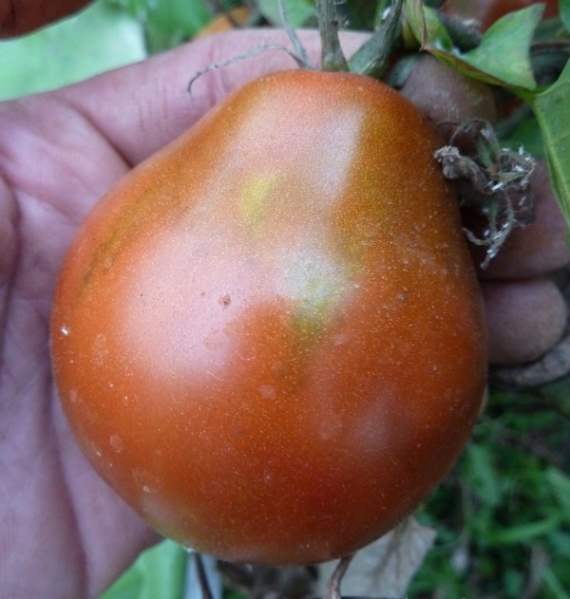 Fichier:Tomate japanese black trifele-2.jpg