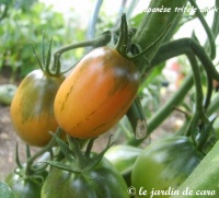 Tomate japanese black trifele.jpg