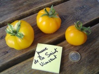 Tomate jaune de st vincent-1.jpg