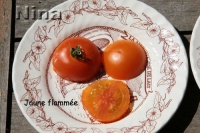 Tomate jaune flammée-2.jpg