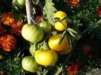 Tomate jaune negib op.jpg