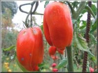 Tomate jersey devil-1.jpg