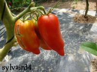 Tomate jersey devil-2.jpg