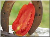 Tomate jersey devil.jpg