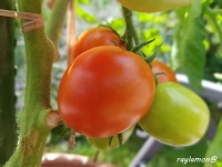 Tomate jitomate bulito-1.jpg