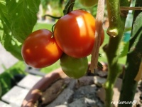 Tomate jitomate bulito-2.jpg