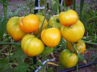 Tomate joyau d oaxaca-1.jpg