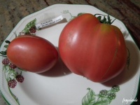 Tomate kalman s hungarian pink-1.jpg