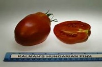 Tomate kalman s hungarian pink.jpg