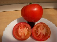 Tomate karos-1.jpg