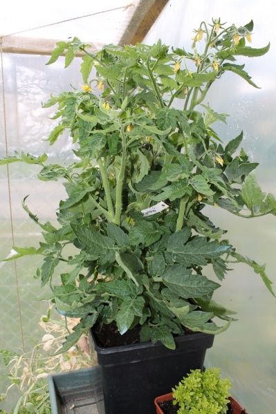 Fichier:Tomate kootenai.jpg