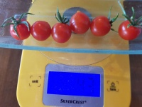Tomate koralik-1.jpg