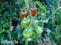 Tomate koritschnevaja sliva-1.jpg