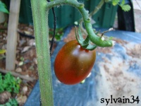 Tomate koritschnevaja sliva-2.jpg