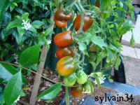 Tomate koritschnevaja sliva.jpg