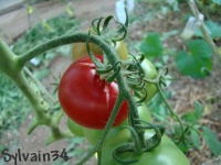 Tomate krakus op.jpg