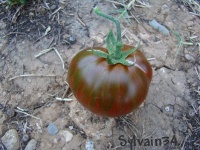 Tomate large barred boar-1.jpg