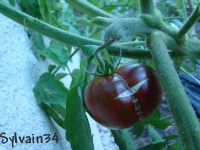 Tomate large barred boar.jpg