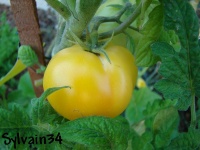 Tomate lemon bush-1.jpg