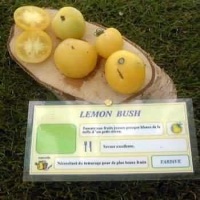 Tomate lemon bush.jpg