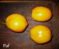 Tomate lemon tree-1.jpg