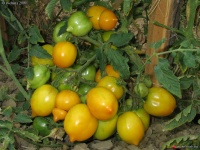 Tomate lemon tree.jpg
