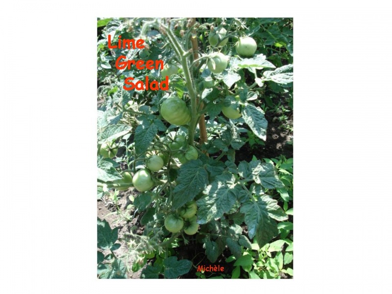 Fichier:Tomate lime green salad.jpg