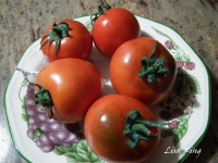 Tomate lisa king.jpg