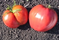 Tomate lithuanian crested pink-1.jpg