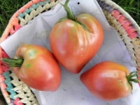 Tomate lithuanian crested pink-2.jpg