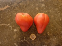Tomate lithuanian crested pink.jpg