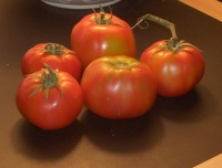 Tomate livingston paragon op.jpg