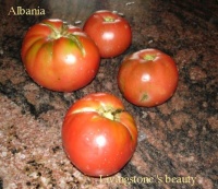 Tomate livingston s beauty.jpg