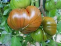 Tomate lycopersicum macrocarpum nigra-1.jpg