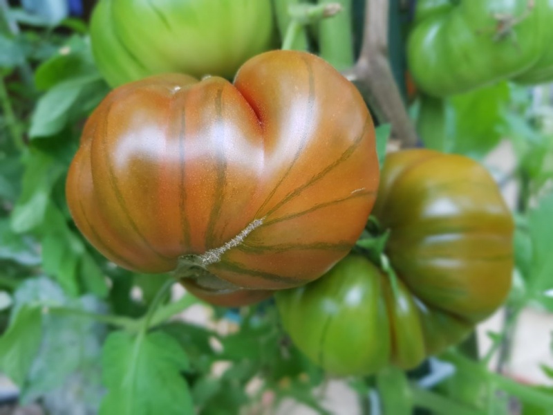 Fichier:Tomate lycopersicum macrocarpum nigra-1.jpg