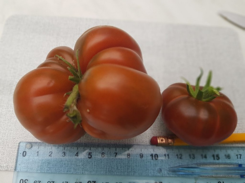 Fichier:Tomate lycopersicum macrocarpum nigra-2.jpg