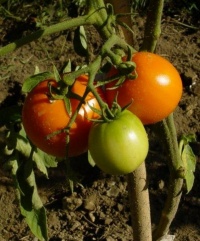 Tomate malinowy zloty-1.jpg