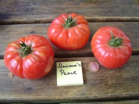 Tomate marianna s peace-1.jpg