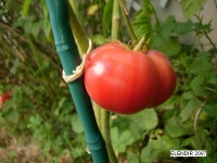 Tomate marianna s peace.jpg