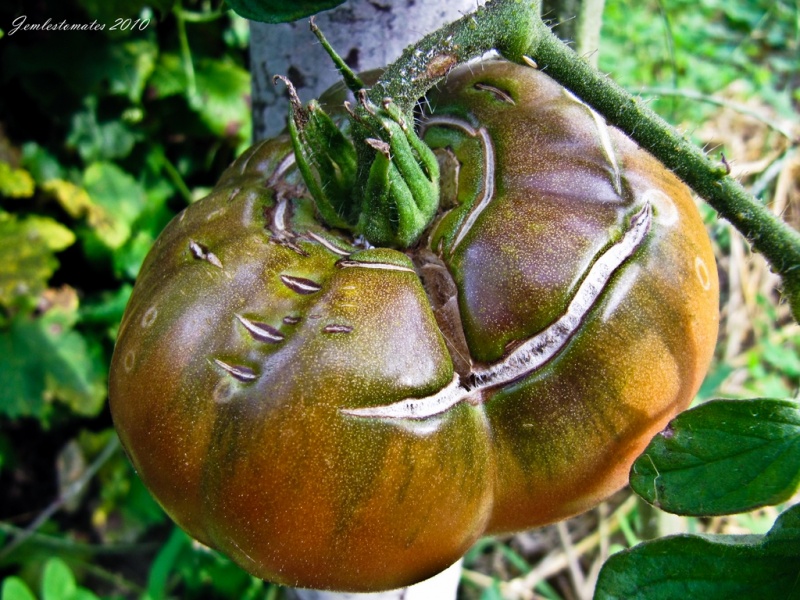 Fichier:Tomate marizol purple cross.jpg