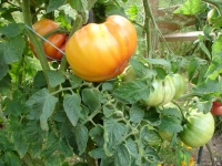 Tomate marvel striped-1.jpg