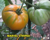 Tomate marvel striped.jpg